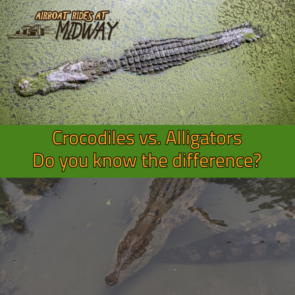 Alligators vs. Crocodiles, do you know the difference?