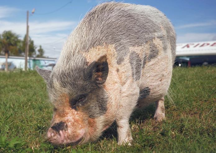 porkchop