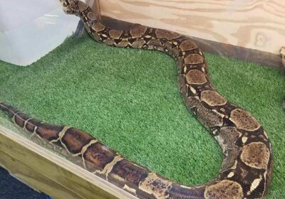 Airboat Rides at Midway Pet of the Month: Red the Colombian Red Tail Boa