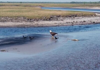 Spring is in the Air at Airboat Rides at Midway!