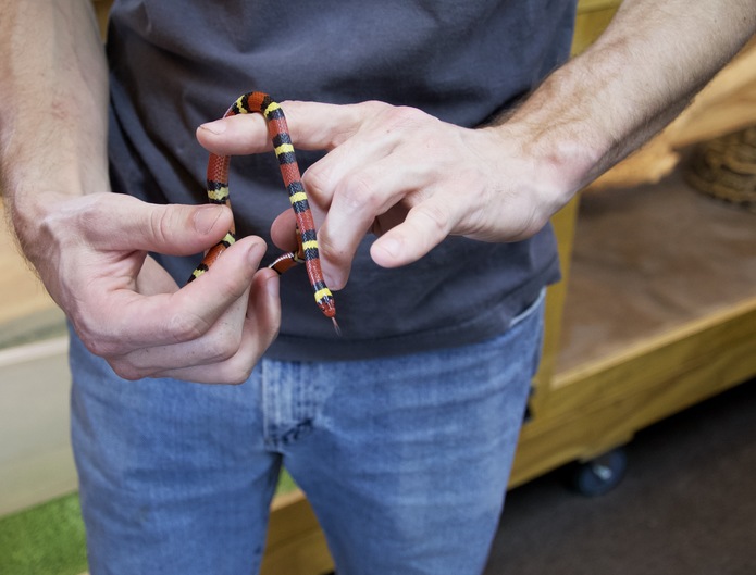 Meet Airboat Rides at Midway Newest Pet and May's Pet of the Month, Scarlet, the Scarlet King Snake.