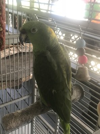 Airboat Rides at Midway Pet of the Month: Romeo the Yellow-Fronted Amazon Parrot.