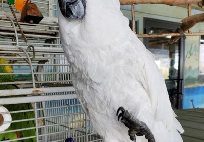 Airboat Rides at Midway's Pet of the Month: Coco the Umbrella Cockatoo.