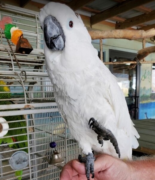 Airboat Rides at Midway's Pet of the Month: Coco the Umbrella Cockatoo.