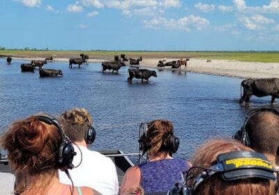 Get back to learning about nature with an Airboat Tour from Airboat Rides at Midway.