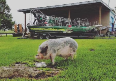 Airboat Rides at Midway’s Pet of the Month: Porkchop the Pig.