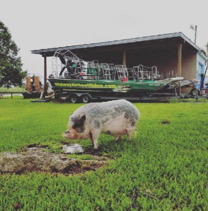 Airboat Rides at Midway’s Pet of the Month: Porkchop the Pig.