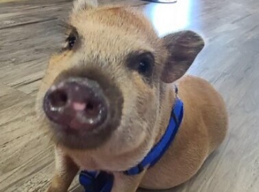 Welcome Airboat Rides at Midway’s newest pet Kris P. Bacon!