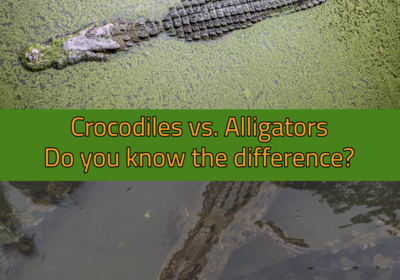 Alligators vs. Crocodiles, do you know the difference?