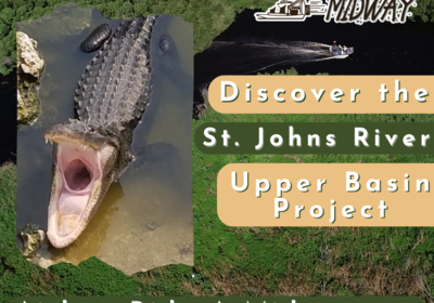 Discover the St. Johns River Upper Basin Project with Airboat Rides at Midway.